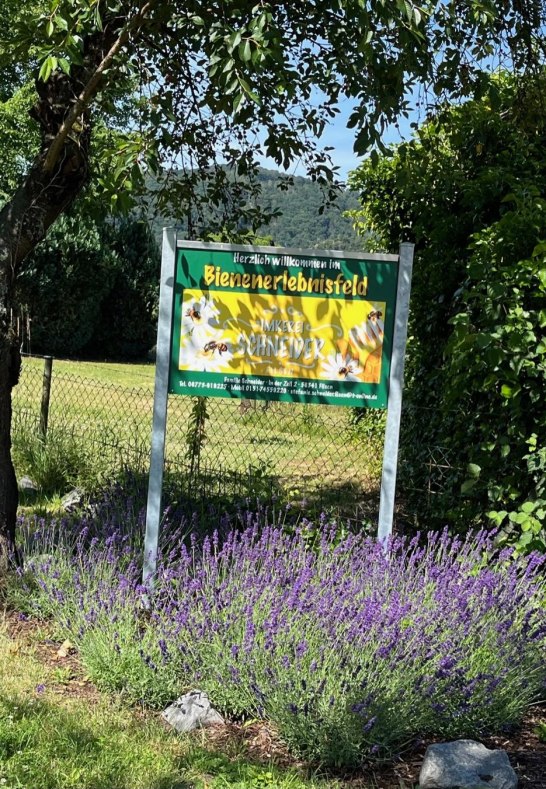 Bienen | © Stefanie Schneider Bienen | © Stefanie Schneider