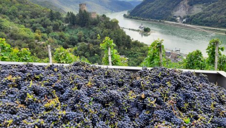 Traubenlese | &copy; Bahles