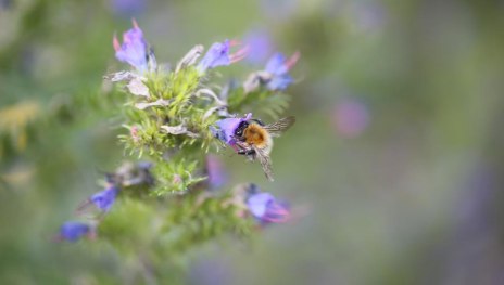 Naturgarten | &copy; Pixabay