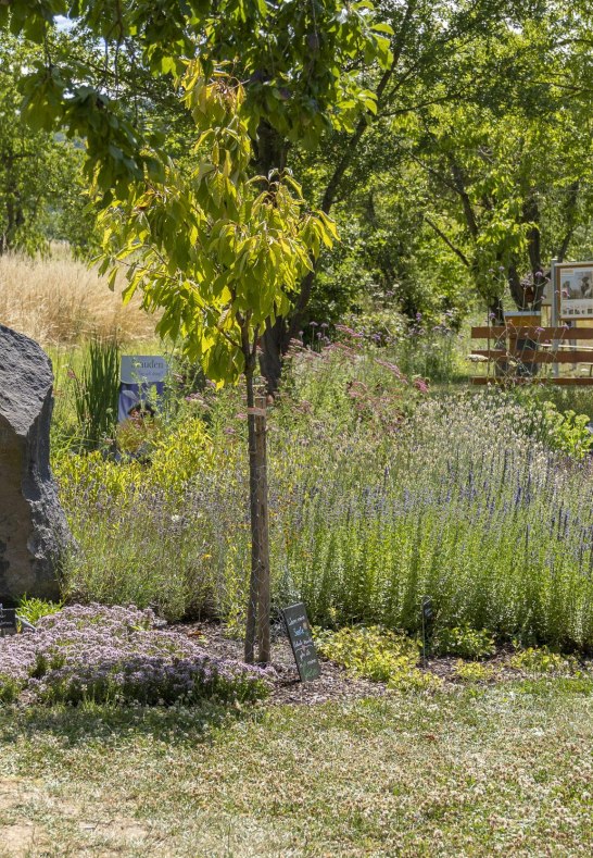 Garten | © Katja S. Verhoeven Garten | © Katja S. Verhoeven